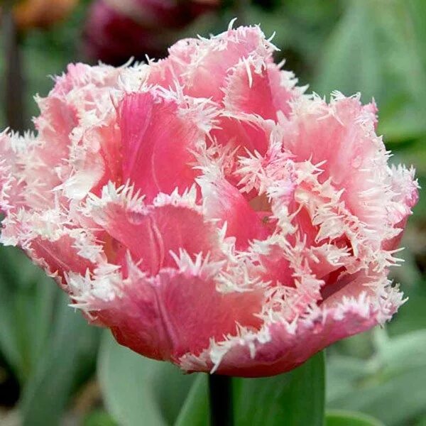 Квинсленд тюльпан фото Tulip 'Queensland' is a fabulous double flowering tulip variety full of reddish-