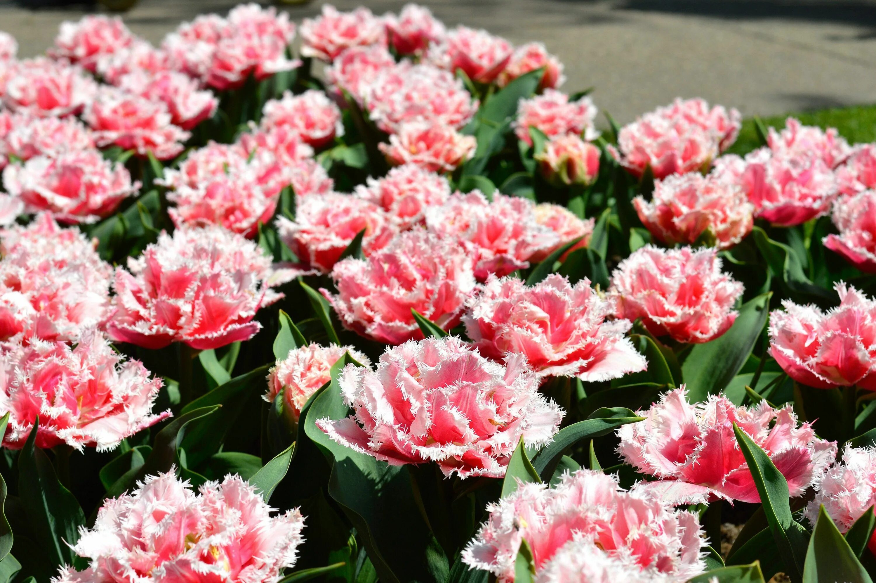 Квинсленд тюльпан фото Tulip Queensland Tulips, Bulb flowers, Planting tulips