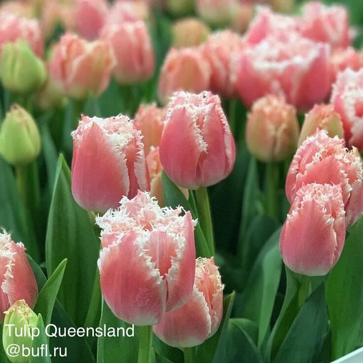 Квинсленд тюльпан фото Tulip Queensland авторское фото BUFL.RU Весенние цветы, Красивые цветы, Тюльпаны