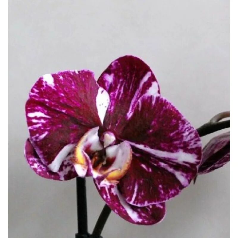 Квиркл орхидея фото Орхидея Phal. I-Hsin Chocolate - купить, доставка Украина