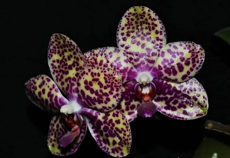 Квиркл орхидея фото Fleurs & fruits - Timeline Photos Facebook Orchid photo, Exotic flowers, Orchids