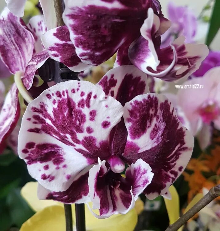 Квиркл орхидея фото Орхидея Phalaenopsis Big Lip (отцвел)