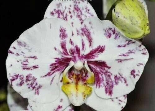 Квиркл орхидея фото Орхидея фаленопсис Qwirkle Festima.Ru - частные объявления