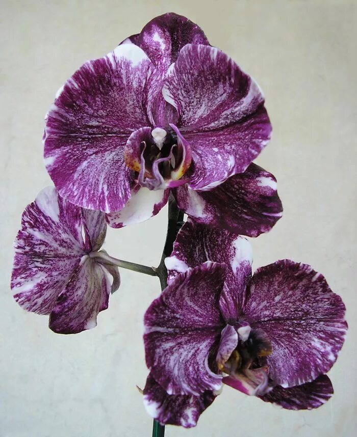 Квиркл орхидея фото Phal. Chocolate Passiflora.ru - Сервис коллективных заказов