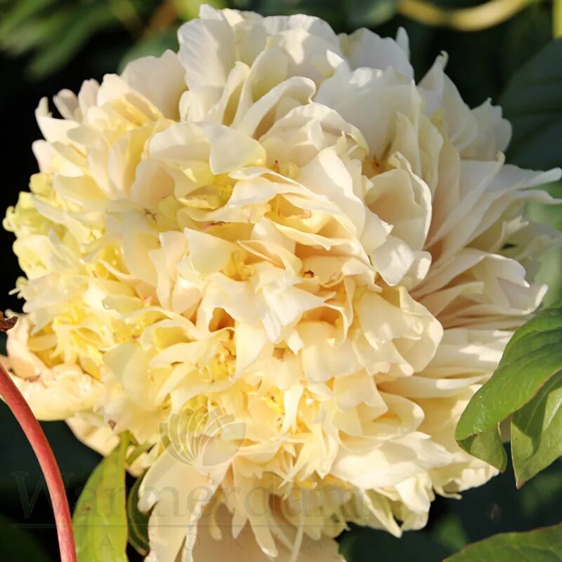 Квитцин пион фото Mr. Sandman Warmerdam Paeonia