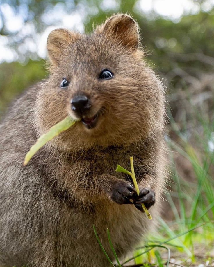 Квокка животное фото Моя любимая омега Животные австралии, Квокка, Смешные животные