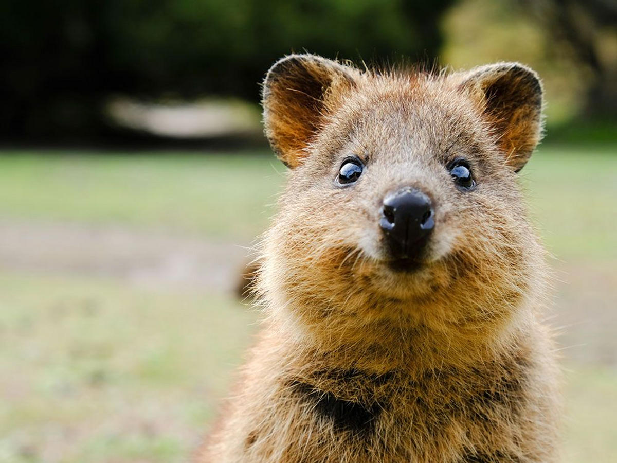 Квокка животное фото Greyhound Australia 15% Off - UNiDAYS student discount September 2024