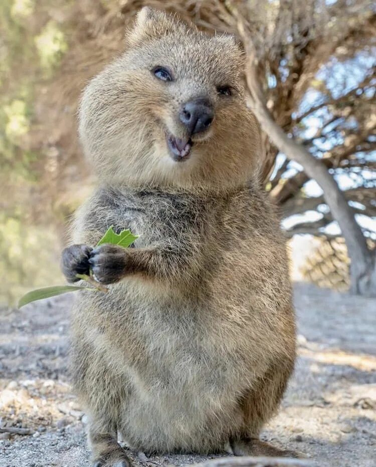 Квокка животное фото Pin on Animals Quokka animal, Cute animals, Happy animals
