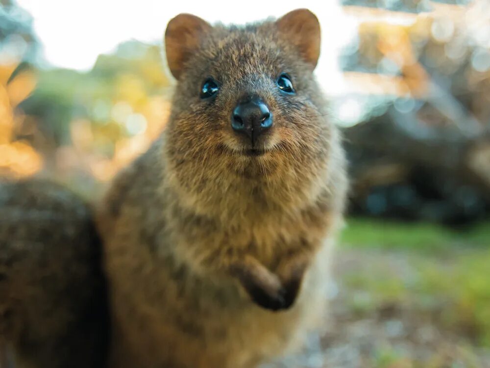 Квокка животное фото Купить постер (плакат) Квокка на стену для интерьера (артикул 164662) в Челябинс