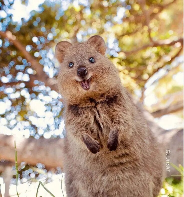 Квокка животное фото Quokkas Are The Happiest Animals On Earth With Their Extremely Infectious Smile 
