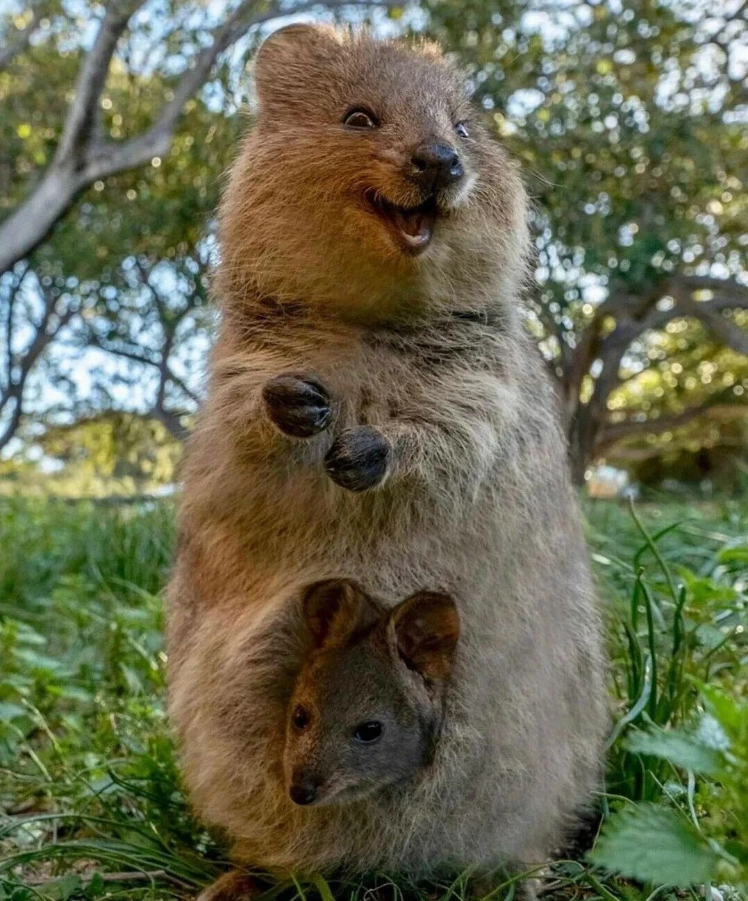 Квокка животное фото Квокки. Эти улыбающиеся зверьки на фотографиях всегда выглядят невероятно. Научп