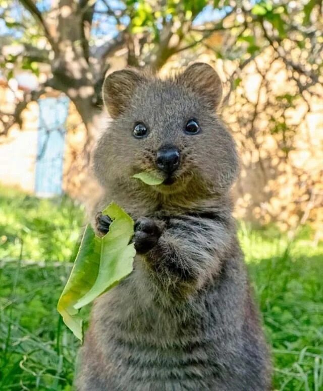 Квокка животное фото Tumblr Quokka animal, Cute animals, Funny animals