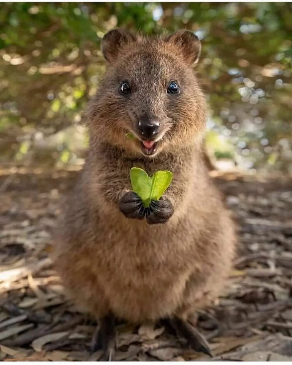Квокка животное фото квокка: 2 тыс изображений найдено в Яндекс.Картинках Dyr