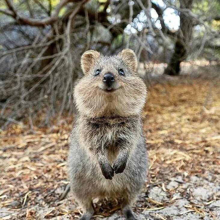 Квокка животное фото Quokkas Are The 'World's Happiest Animal' With The Pics To Prove It Happy animal