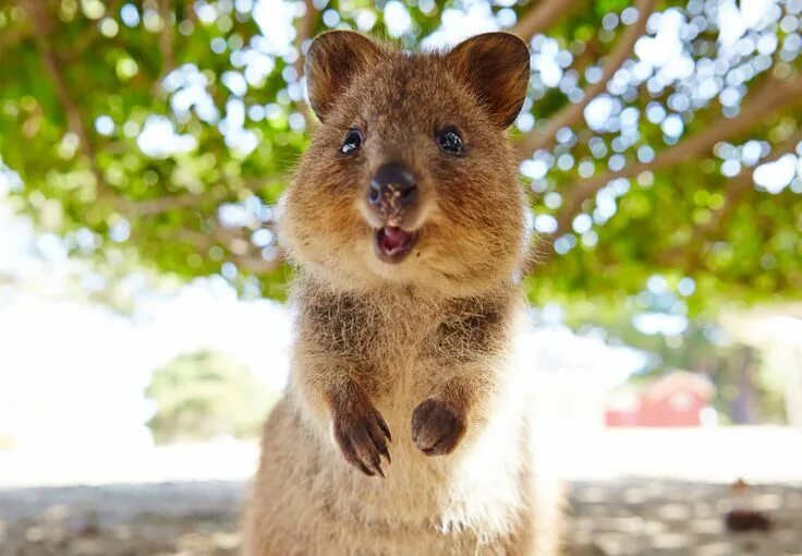 Квокка животное фото quokkas is happy :) Happy animals, Quokka, Animals beautiful