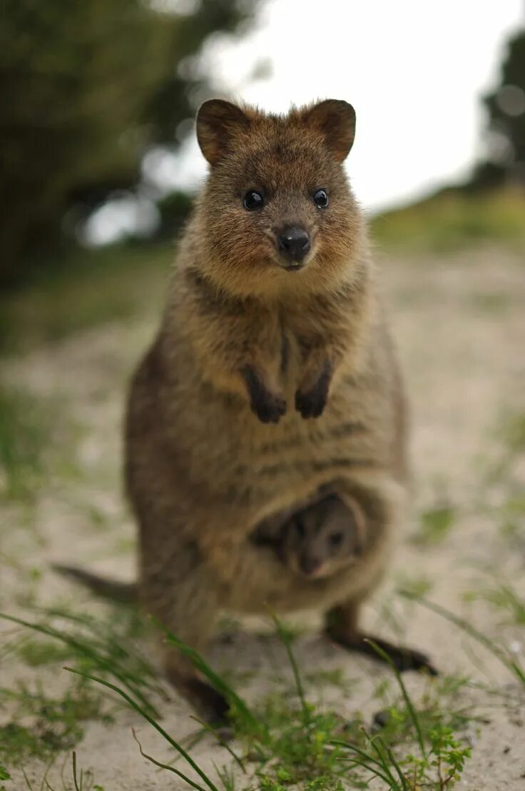 Квокка животное фото Quokka Animales extraños, Animales y Animales asombrosos