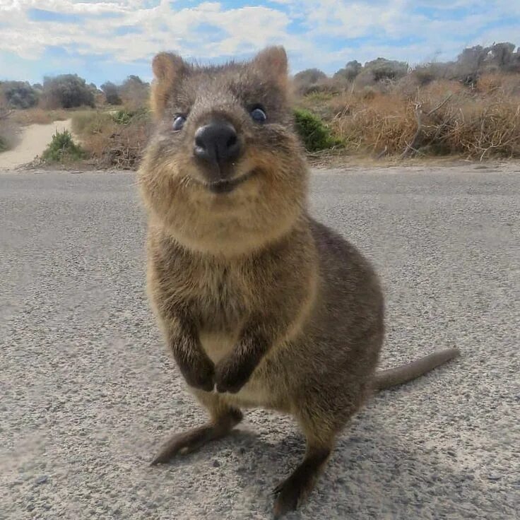 Квокка животное фото 91 Likes, 4 Comments - Jan Henryk Hertel (@clovis_sangrail) on Instagram: "This 