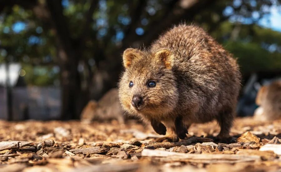 Квокка животное фото quokka selfie Archives - Australian Geographic