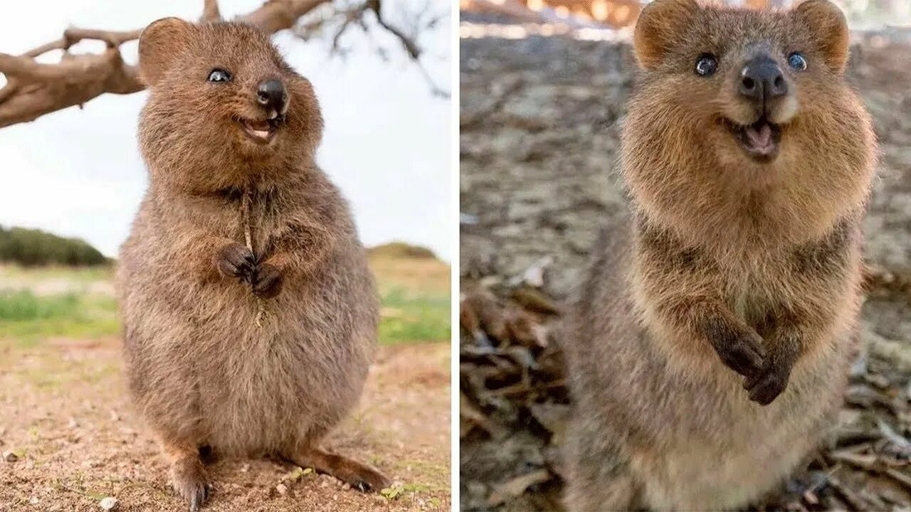 Квокка животное фото Top 10 Cute Animals In The World - YouTube