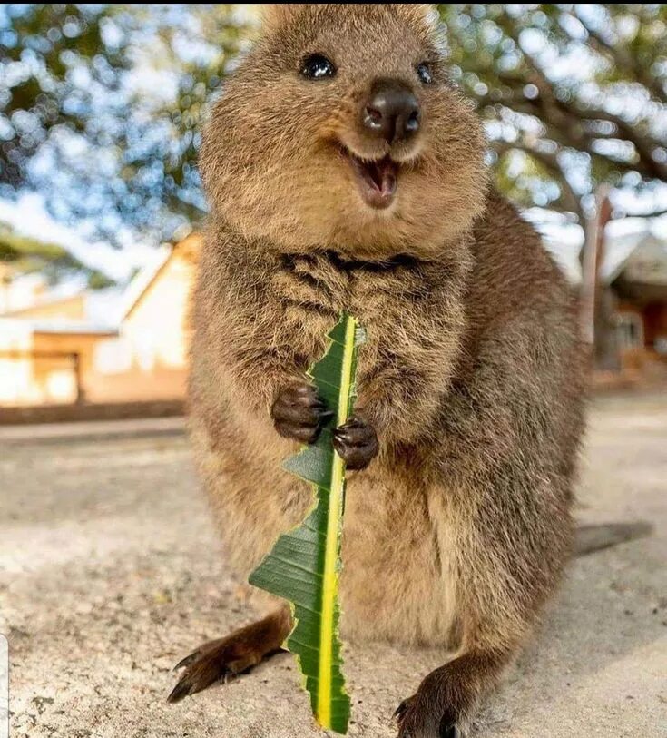 Квокка животное фото Pin by Christina Robinson on Adorable Happy animals, Animals, Quokka