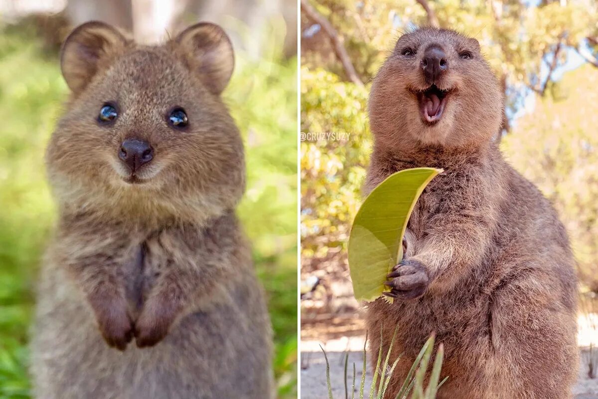Квокка животное фото Квокка обои Foto-Gadanie.ru