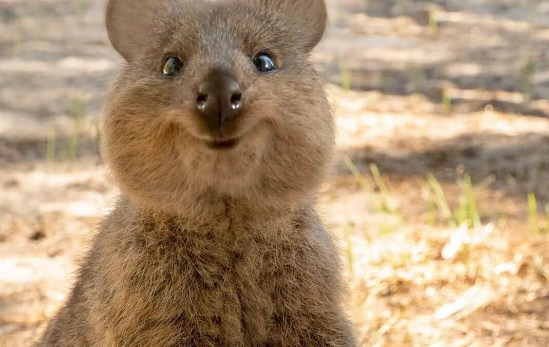 Квокка животное фото Квокка - самое улыбчивое животное на Земле Прокотьев Дзен