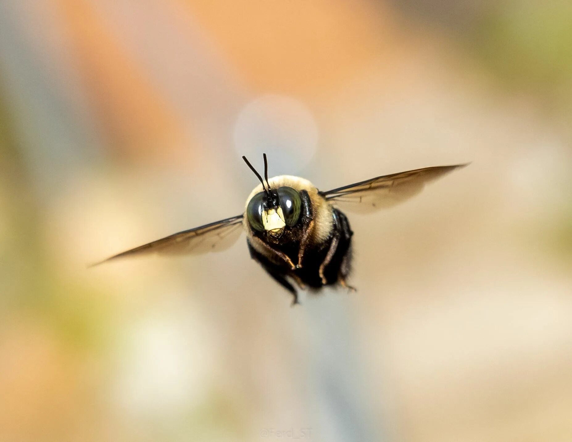 Пчела в полете фото ITAP of a flying bee by Ferd_ST . . . #photos #amazingworld #world #amazingphoto