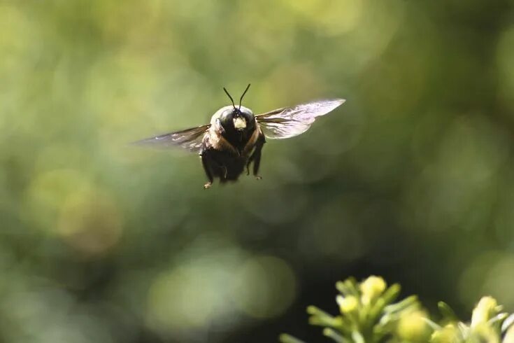 Пчела в полете фото Look Out.... Kamikaze Bumble Bee at 12:00