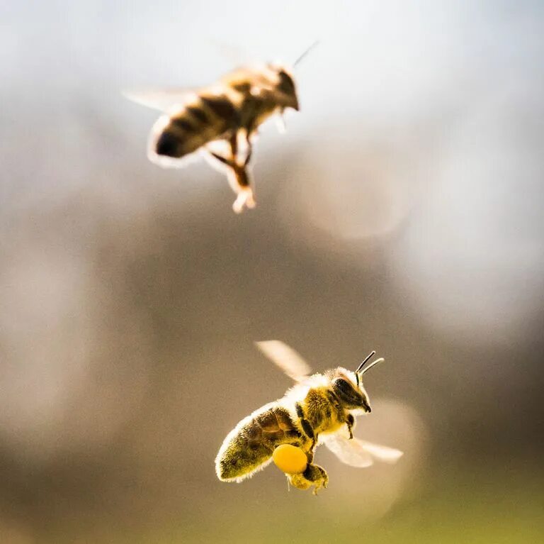 Пчела в полете фото Bee Pollen - The Cut