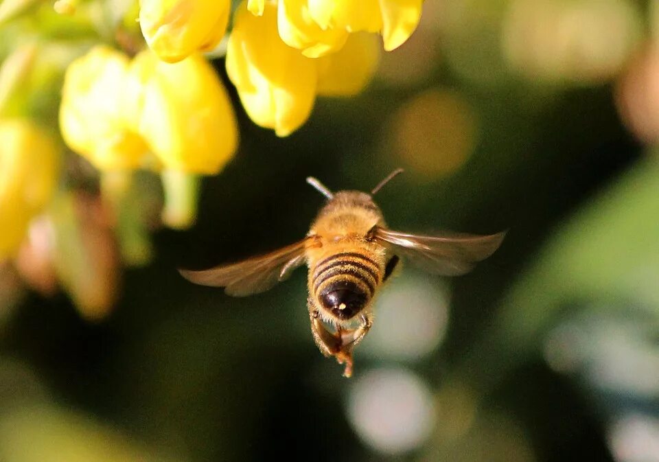 Volando Bee keeping, Bee, Wild photography