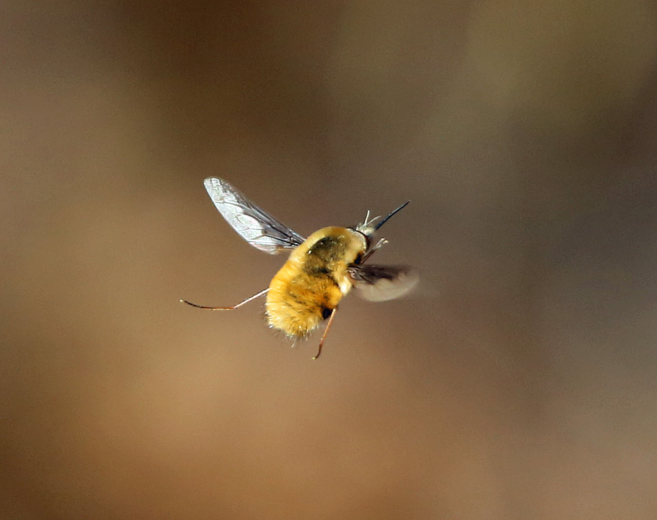 Пчела в полете фото Ohio Birds and Biodiversity: Bee flies