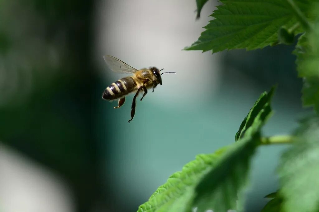 Пчела в полете фото Photo flying bee by Sergey Kirienko - landscape, nature, macro and close-up - Ph