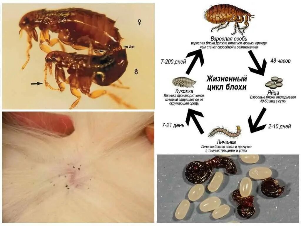 Пчелиные блохи как выглядят Как избавиться от блох в квартире в Бугульме - Уничтожение блох на дачном участк