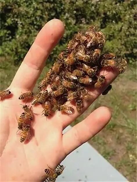 Пчелиные блохи как выглядят 8 Honey Bees & Bee Keepers ideas bee keeper, bee, bee keeping