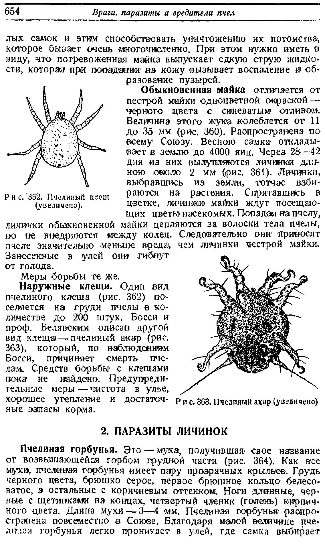 Пчелиный клещ фото и описание Пчеловодство - Библиотека пчеловода Paseka.org