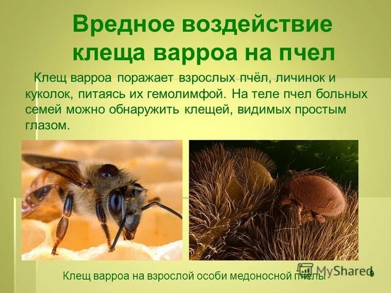 Пчелиный клещ фото и описание Пчелиный клещ варроа: описание паразита, признаки заражения и способы защиты уль