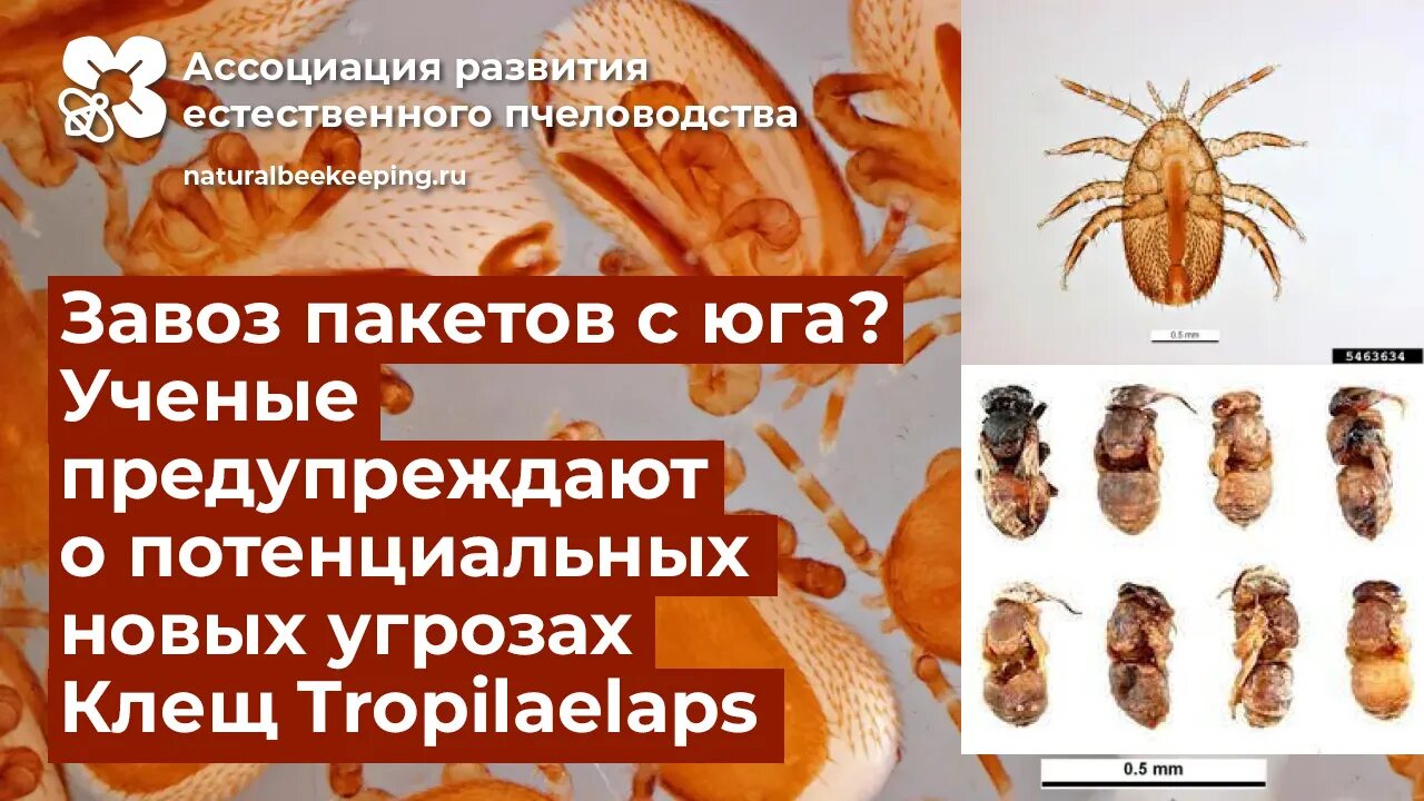 Пчелиный клещ тропилелапсоз фото и описание Клещ Тропилаелапс (Tropilaelaps mercedesae) - серьёзная потенциальная угроза мед