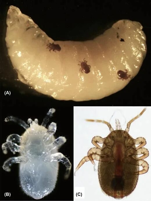 Пчелиный клещ тропилелапсоз фото и описание Draft genome of the honey bee ectoparasitic mite, Tropilaelaps mercedesae, is sh