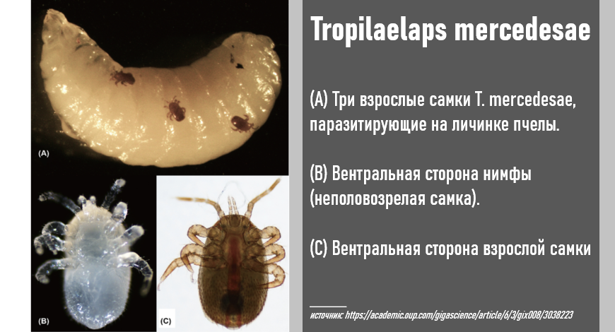 Пчелиный клещ тропилелапсоз фото и описание Тропилелапсоз - новая болезнь пчелиного расплода