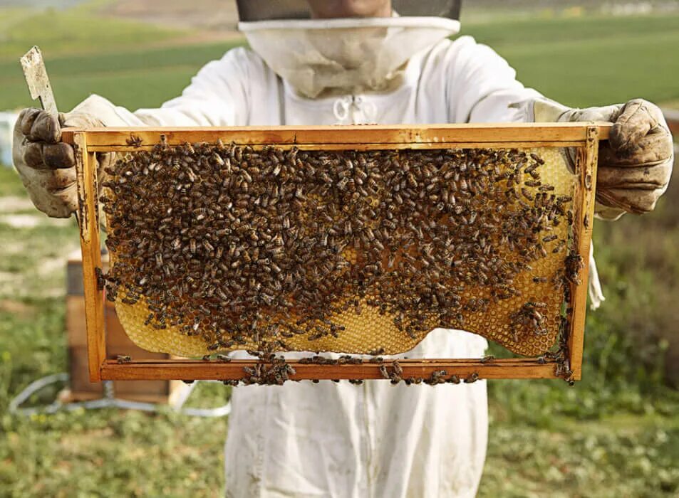 Пчелиный мед фото Beekeeping USA Berestov A.S.