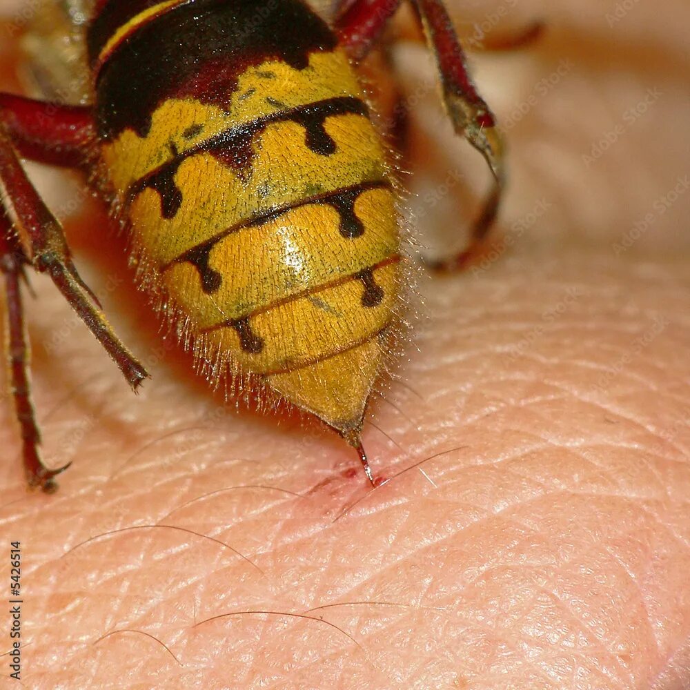 Пчелиный укус фото Hornissen ( Vespa crabro )2 фотография Stock Adobe Stock