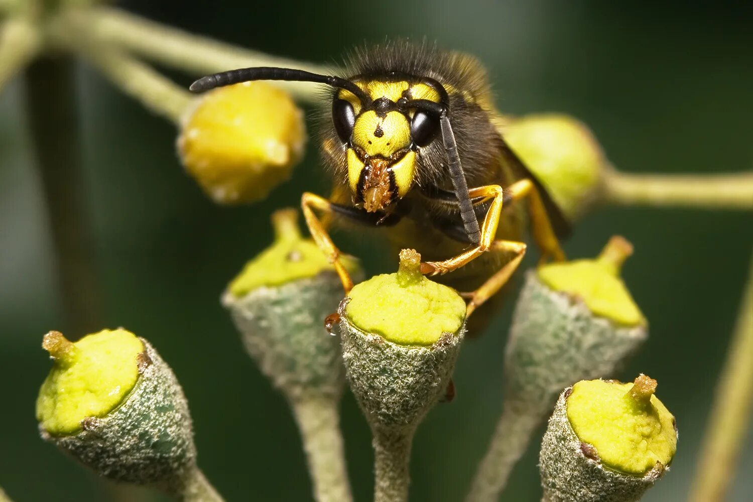 Пчелиный волк фото File:Vespula germanica Portrait.jpg - Wikipedia