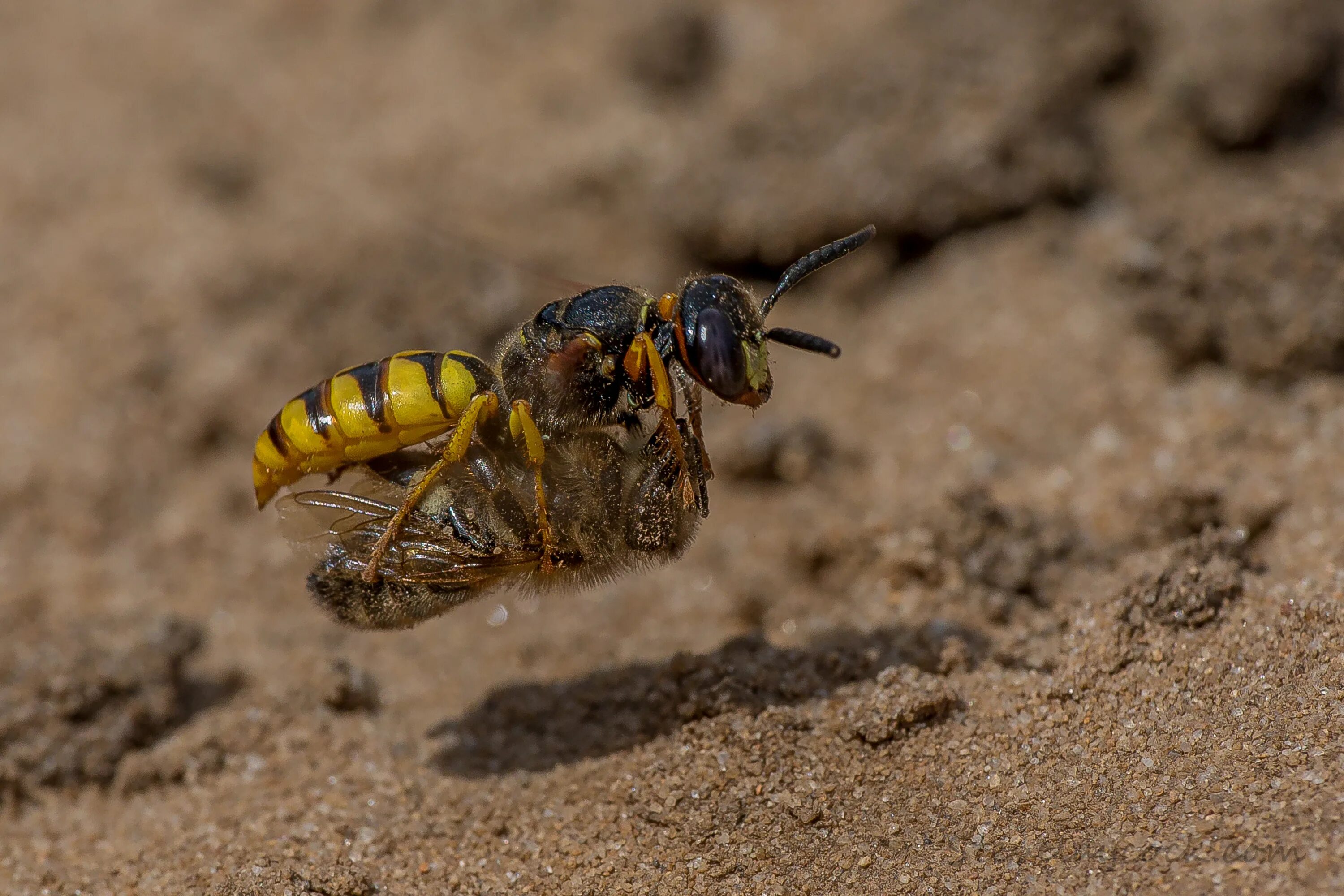 Пчелиный волк фото File:Beewolf with honey bee.jpg - Wikipedia