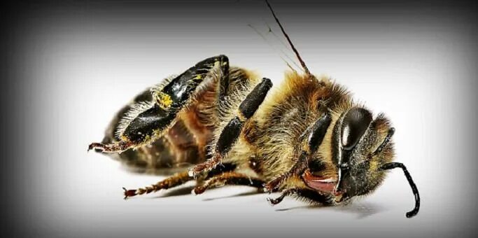 Пчелиный волк фото It's Now Official: First Bee Has Just Been Added to Endangered Species List Anim