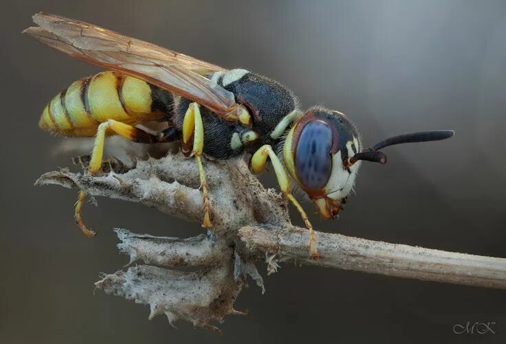 Пчелиный волк фото Photographer\'s photo Miron Karlinsky - Пчелиный волк - гроза пасек Insects, Pho