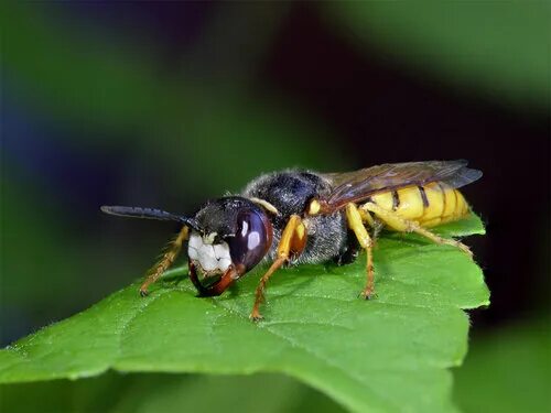 Пчелиный волк фото Фотокаталог членистоногих: Пчелиный волк (Philanthus triangulum)