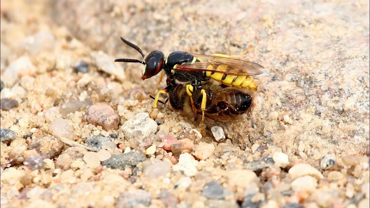 Пчелиный волк фото Филанты, или пчелиные волки роют норки . Philanthus triangulum. Насекомые Белару