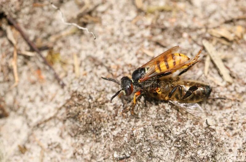 Пчелиный волк фото A Bee Wolf Wasp, Philanthus Triangulum, with Its Prey that it Has Just Caught a 