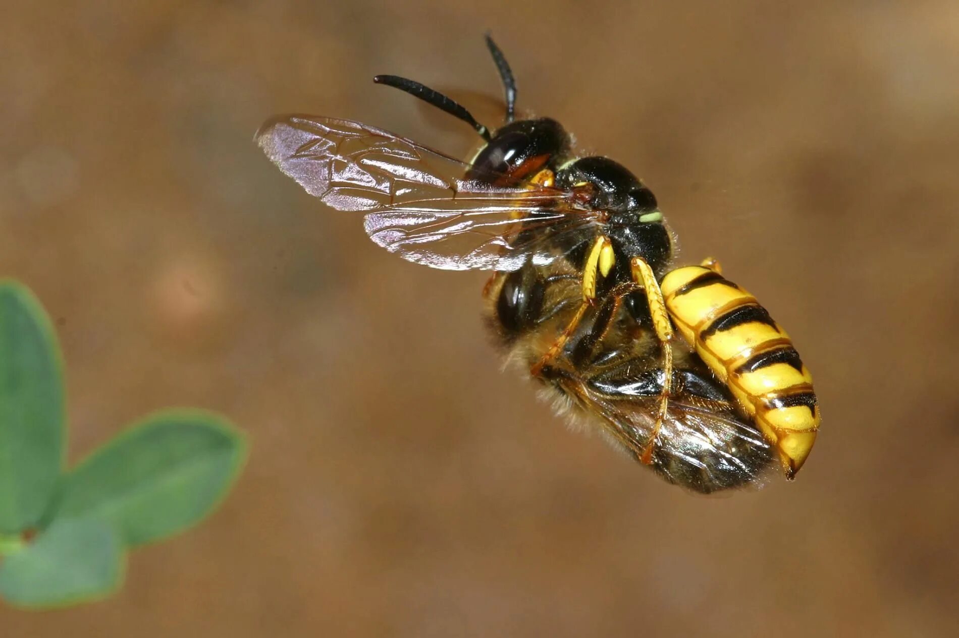 Пчелиный волк фото Wasp eggs spew noxious gas to kill foes Wasp, Animals are beautiful people, Foe