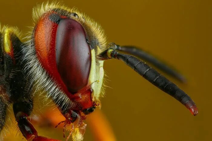 Пчелиный волк фото "Beewolf" by Andrew Shapovalov #fstoppers #Wildlife #Portrait #macro #color #ins